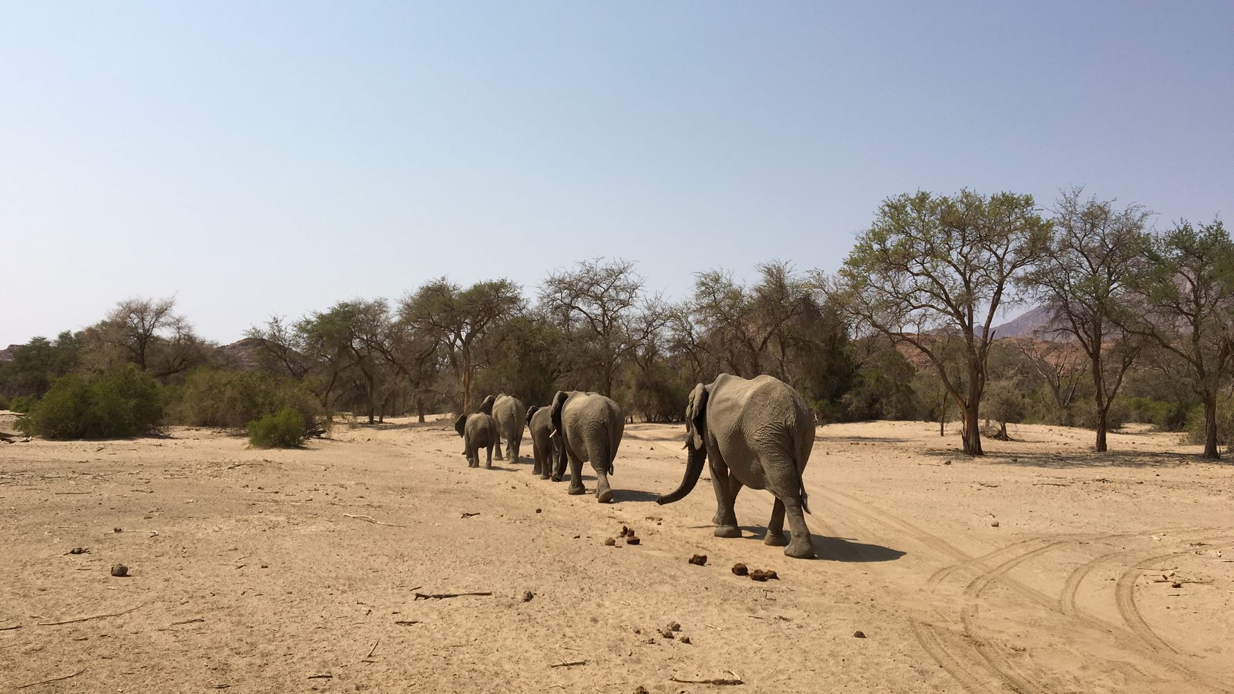 Eine afrikanische Elefantenherde wandert durch die Wildnis Namibias