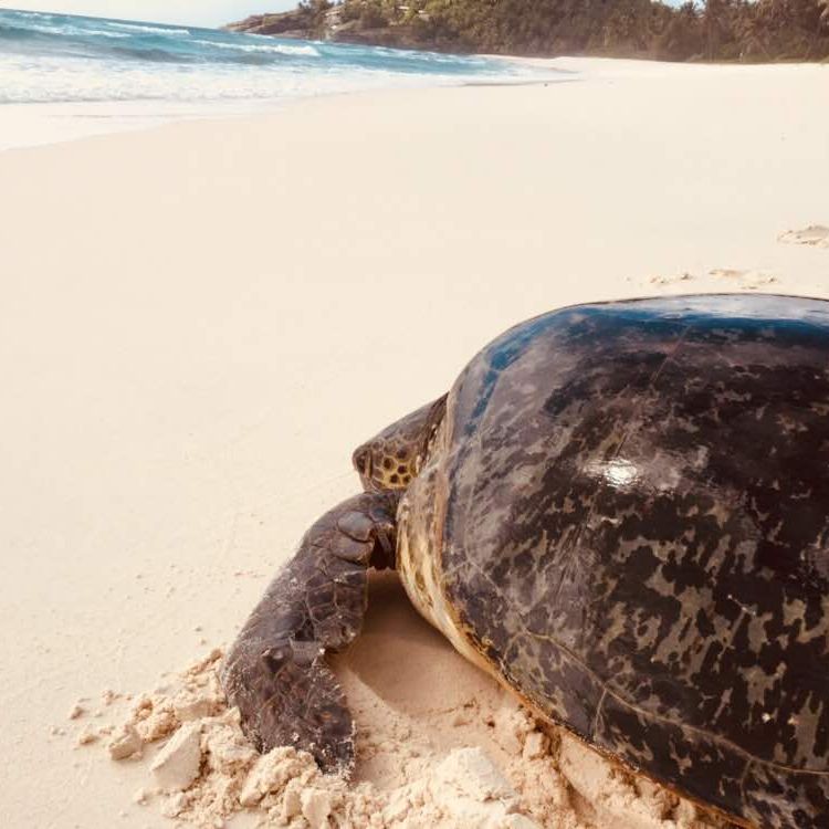 freiwilligenarbeit-seychellen-erfahrungsbericht-artenschutz-kundenfotos-arbeit-natucate