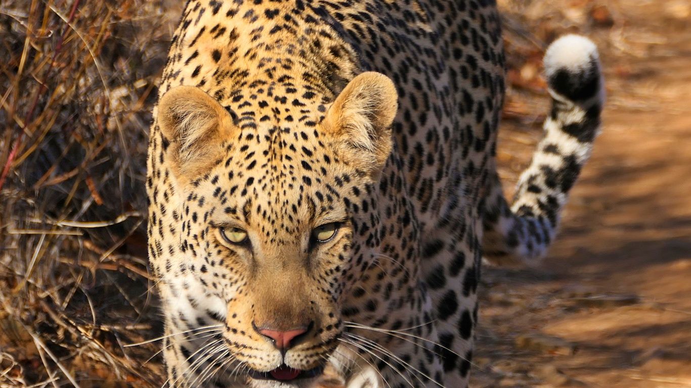 natucate-blog-review-siyafunda-clara-leopard