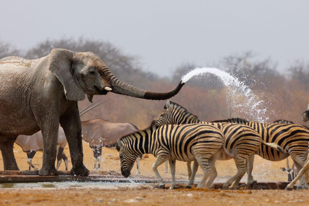 natucate-safari-namibia-etosha-south-wildlife-waterhole