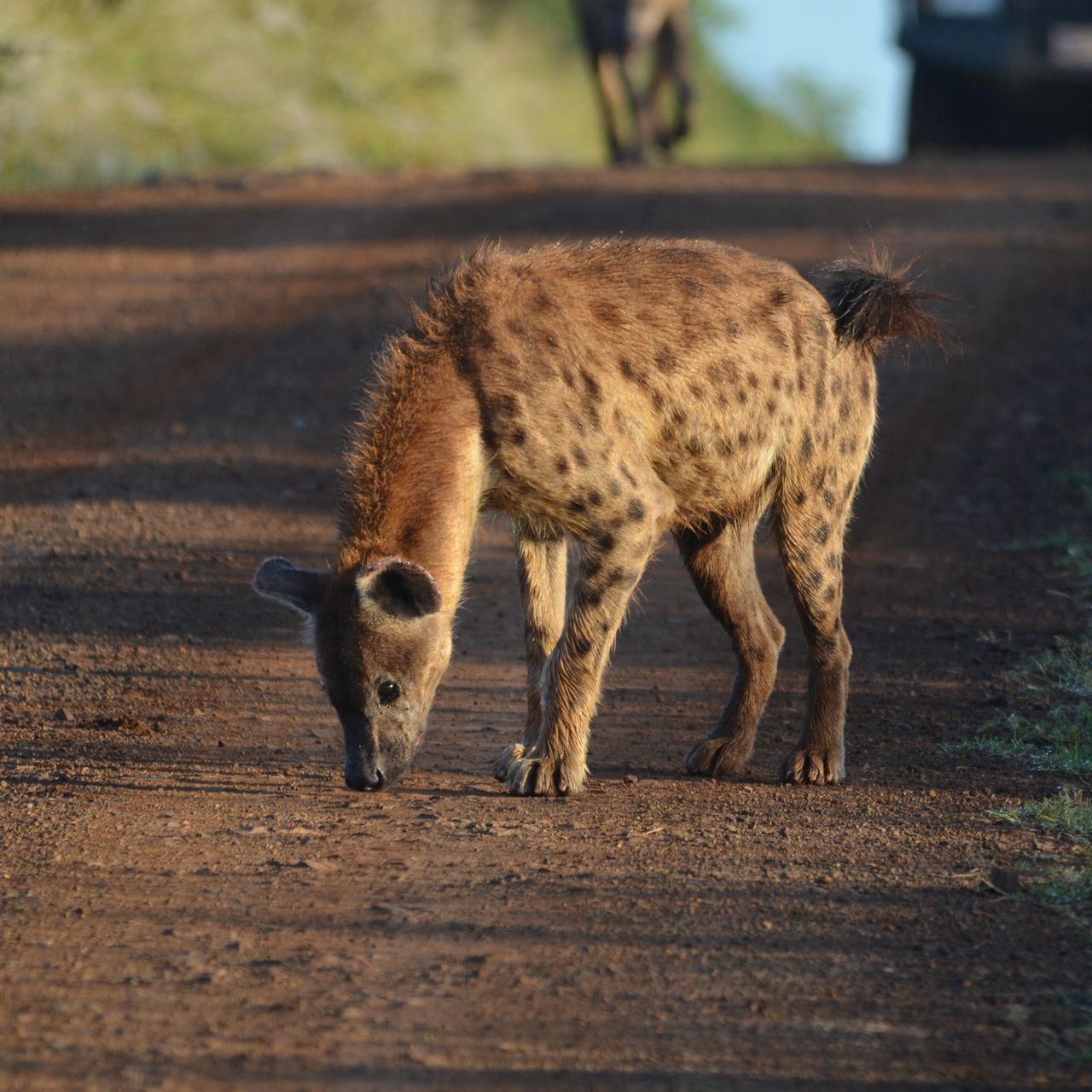 freiwilligenarbeit-natucate-suedafrika-tuepfelhyaene