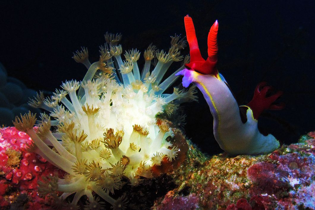 A multitude of marine animals is living in the waters that surround the Philippines