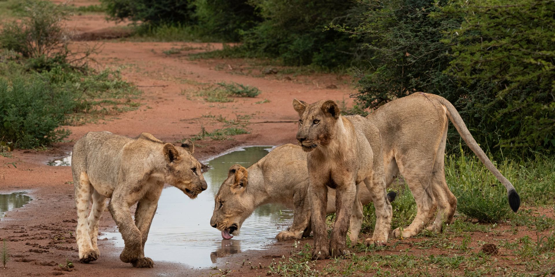 natucate-volunteering-south-africa-marataba-lions