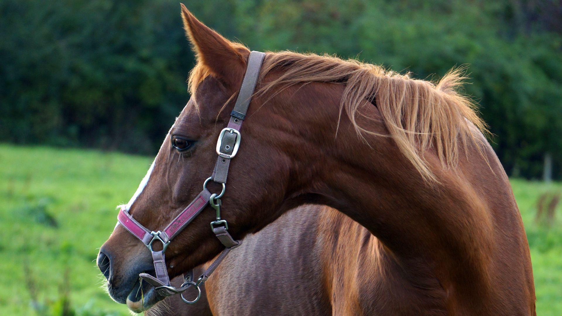Volunteering with horses abroad: Horse standing in a meadow and looking into the distance
