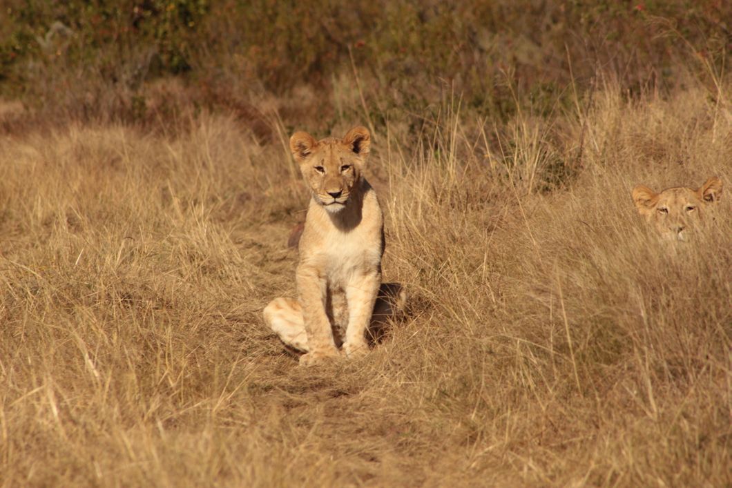 Zwei junge Loewen sitzen im hohen Gras der suedafrikanischen Savanne.