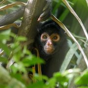 erfahrungsbericht-peru-volunteering-juliana-spider-monkey2