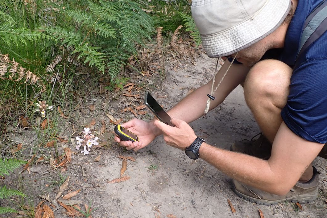 natucate-internship-south-africa-nature-valley-trust-pflanzenbestimmung