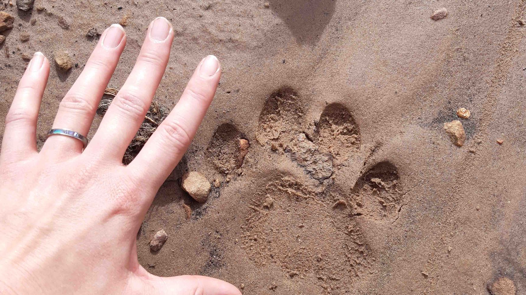 erfahrungsberichte-rangerkurs-field-guide-level-1-afrika-leila-spurenlesen-natucate