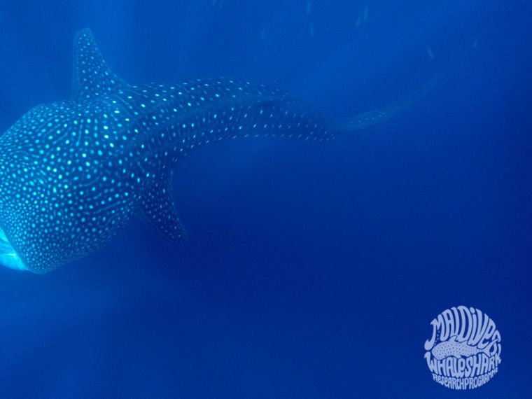Artenschutz auf den Malediven: Walhai im Indischen Ozean