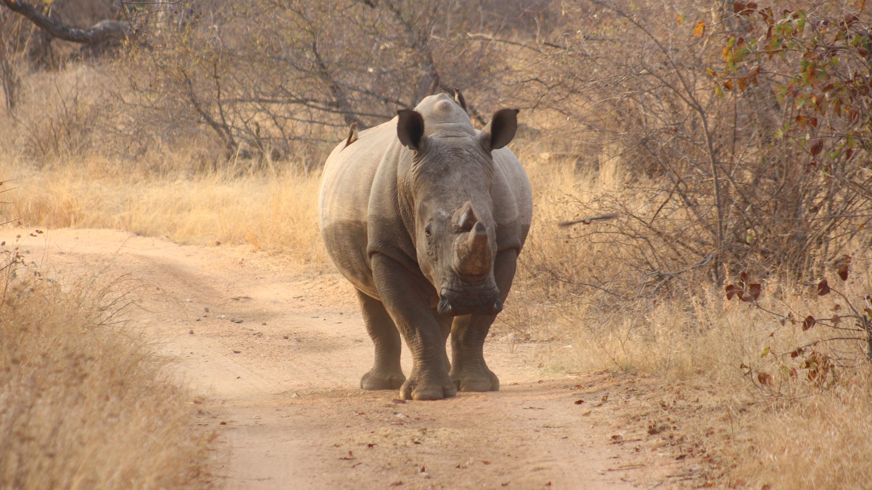 kleine-veraenderungen-mit-grosser-wirkung-nashorn-blog-natucate