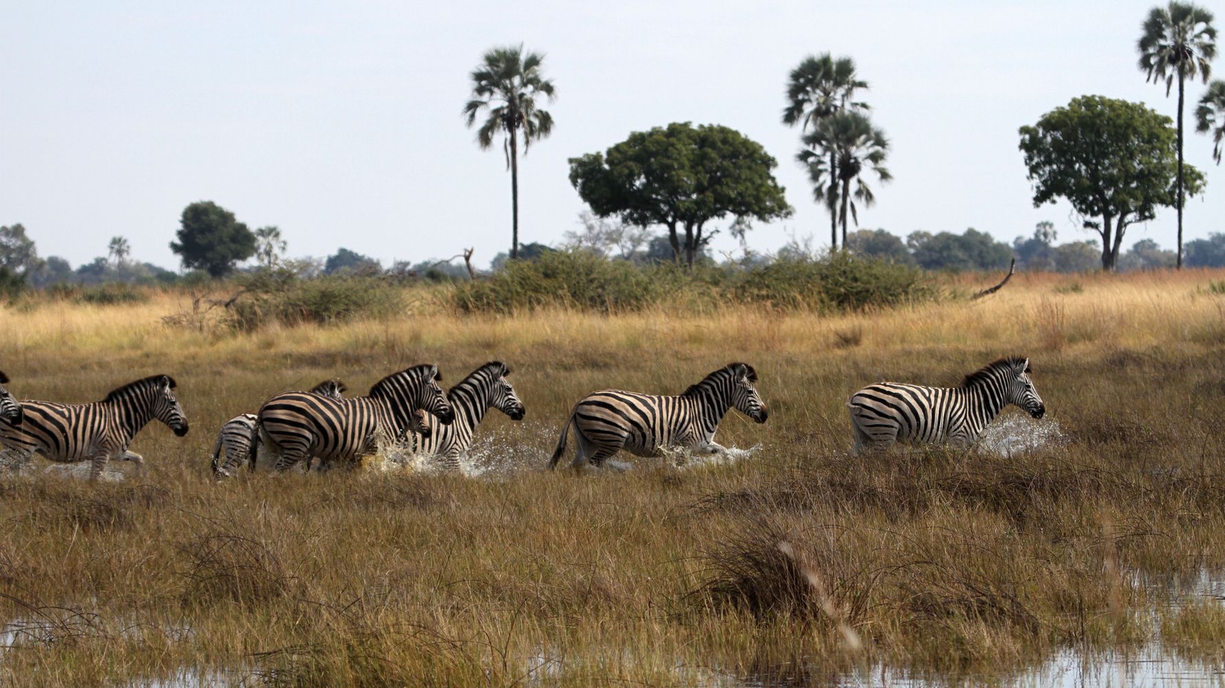 blog-ratgeber-fuenf-gruende-safari-botswana-zebras-natucate