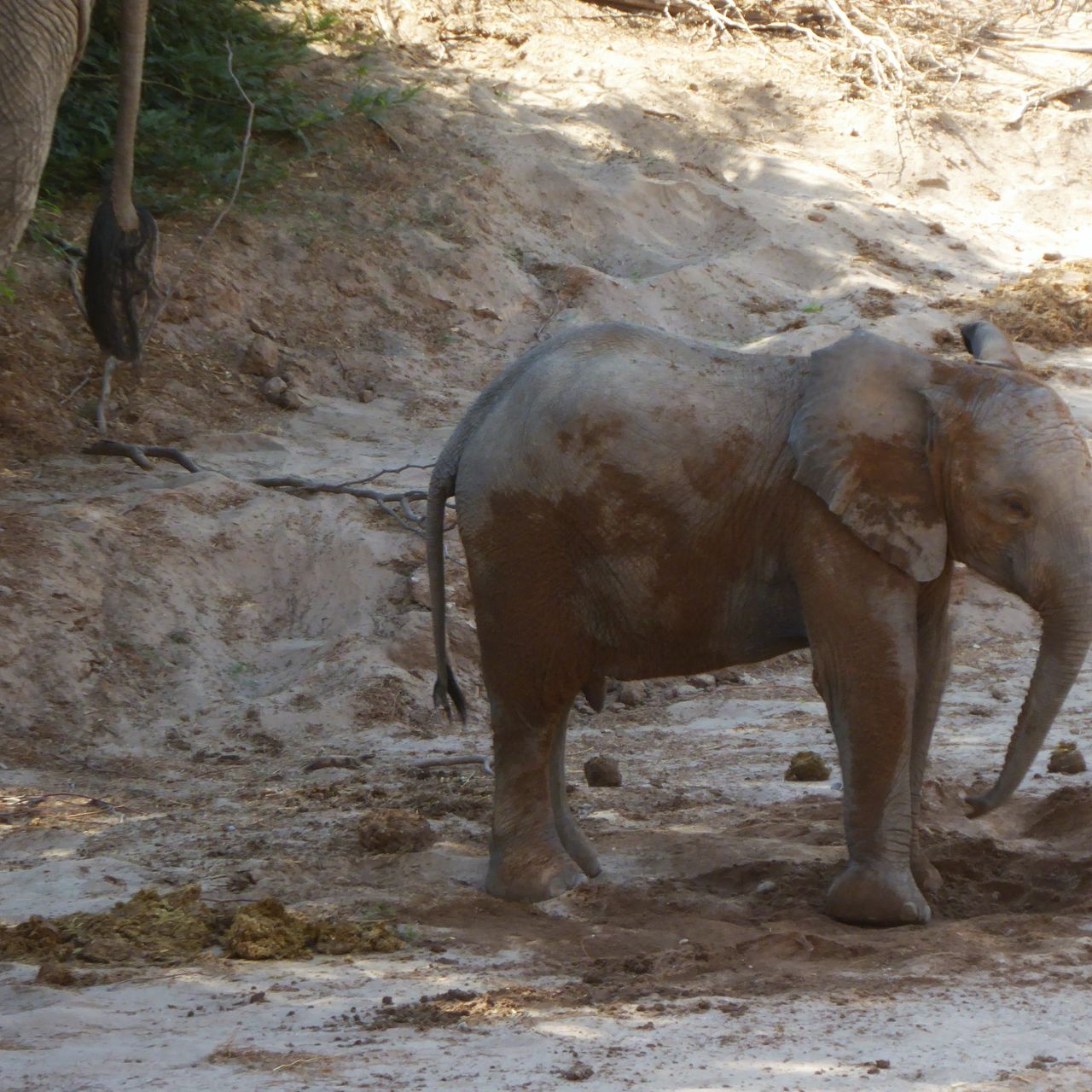 erfahrungsberichte-freiwilligenarbeit-namibia-elefanten-yvonne-elefant-natucate