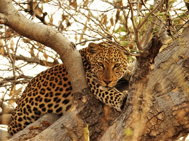 blog-ratgeber-tiersichtungen-in-afrika-leopard-natucate