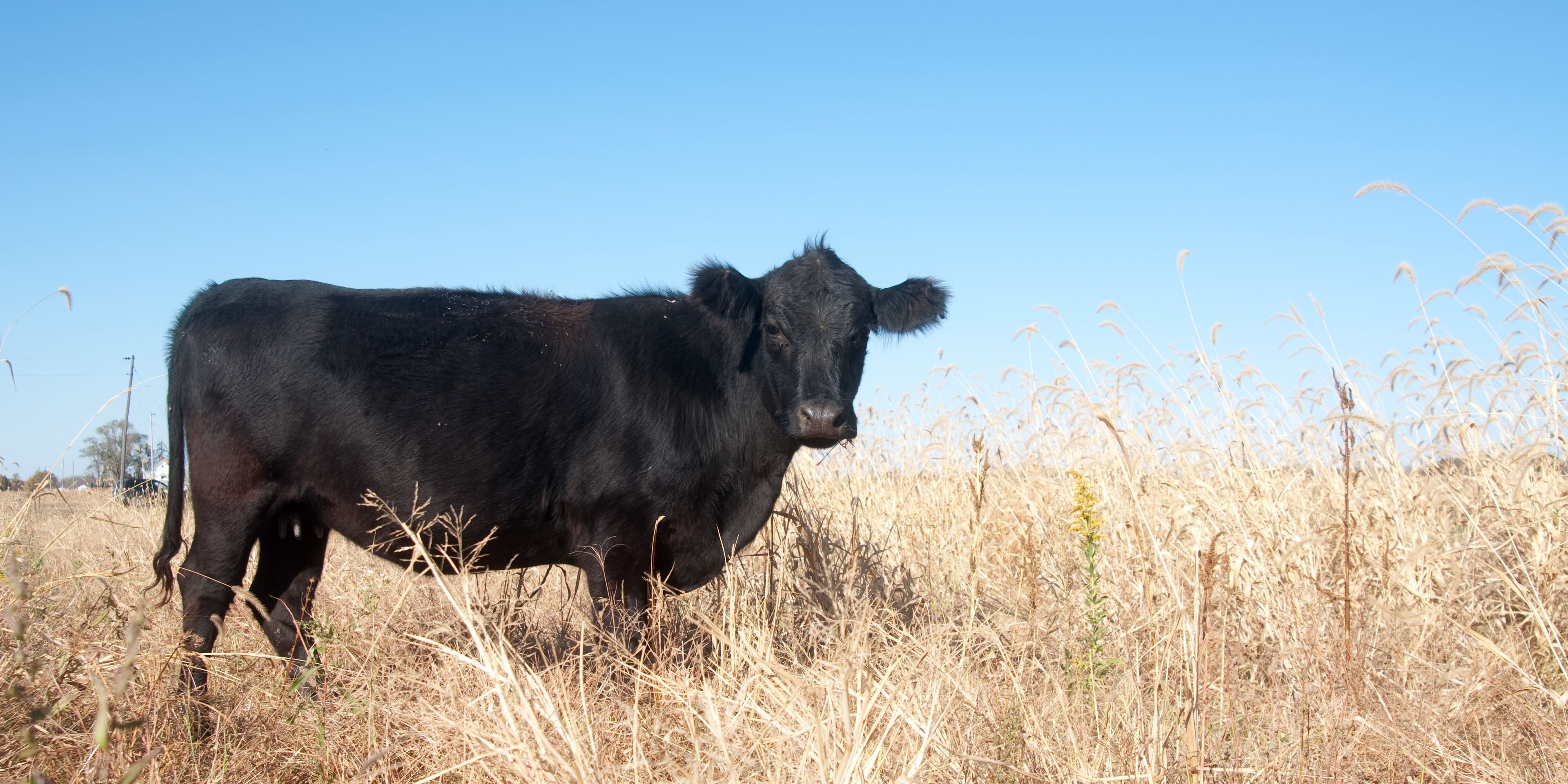 auslandspraktikum-usa-nordamerika-milchwirtschaft-landwirtschaft-kuh-feld-natucate