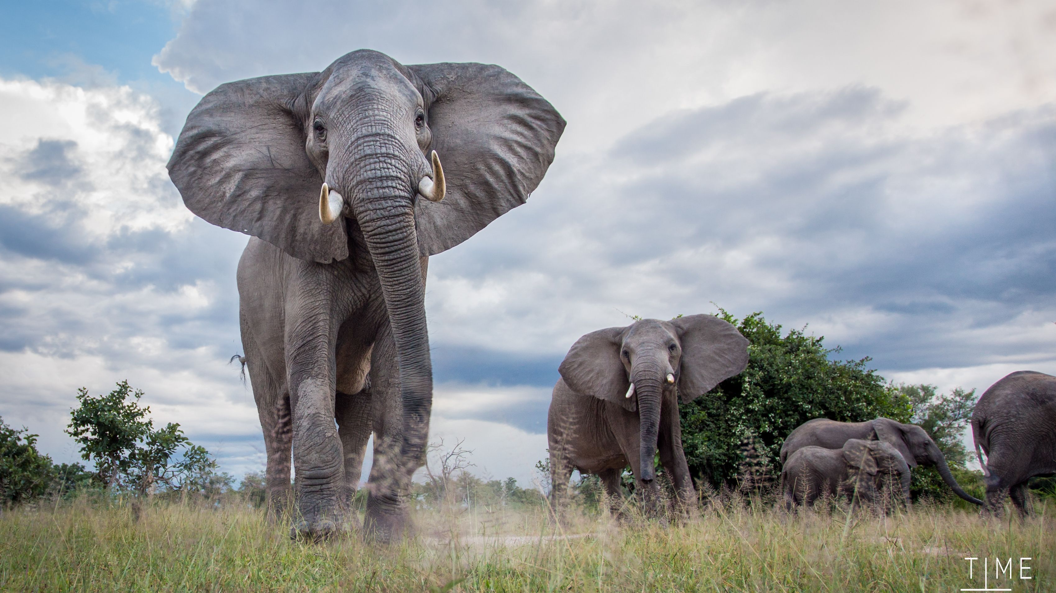 safari-sambia-south-luangwa-lower-zambezi-elefant-natucate