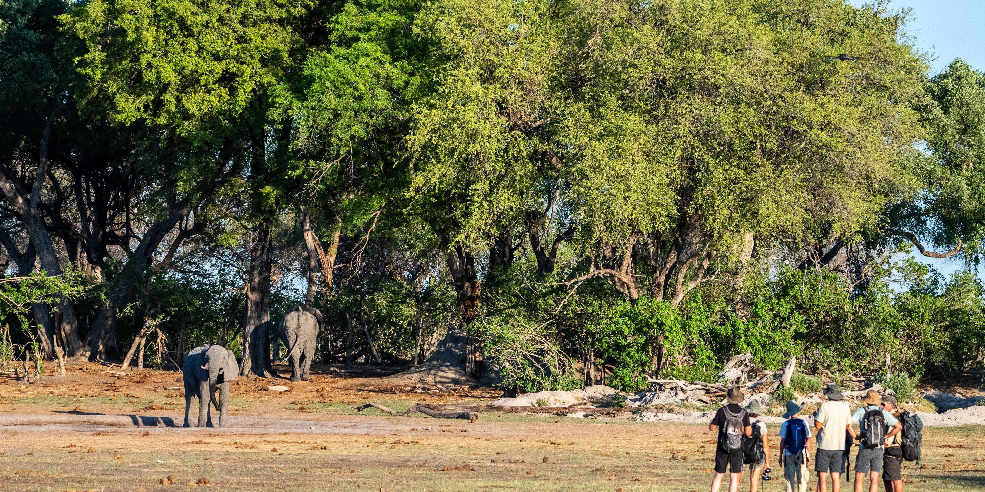 safari-botswana-delta-delights-okavango-walking-safari2