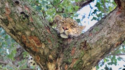 erfahrungsberichte-naturausbildung-pfg-sebastian-leopard-natucate