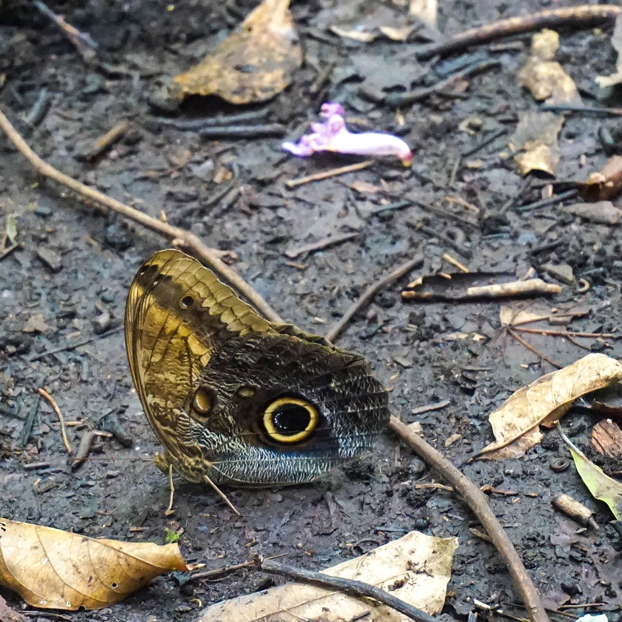 erfahrunsgbericht-costa-rica-praktikum-kundenfotos-artenschutz-schmetterling-natucate