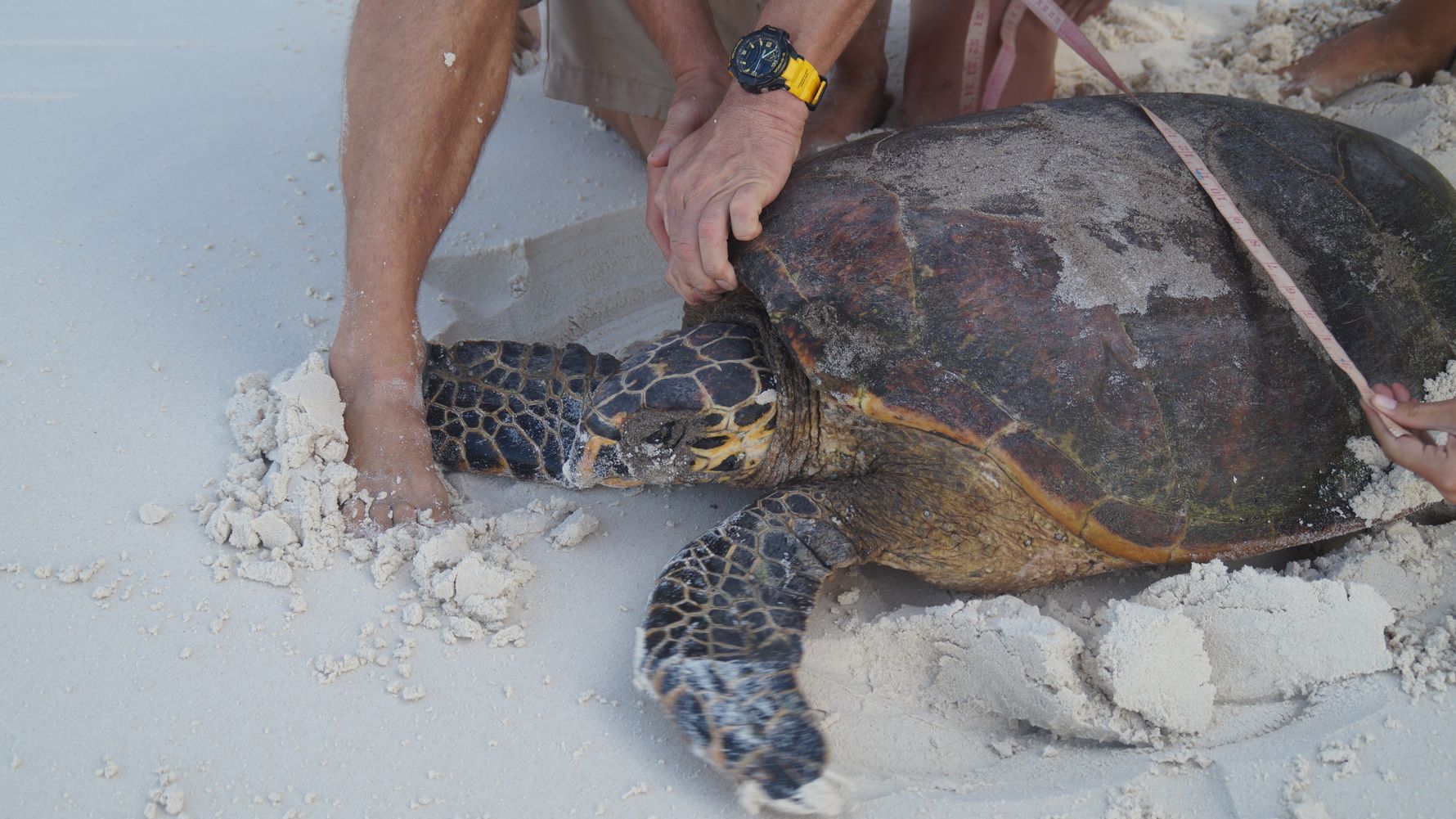 freiwilligenarbeit-seychellen-artenschutz-erfahrungsbericht-kundenfotos-schildkroeten-natucate