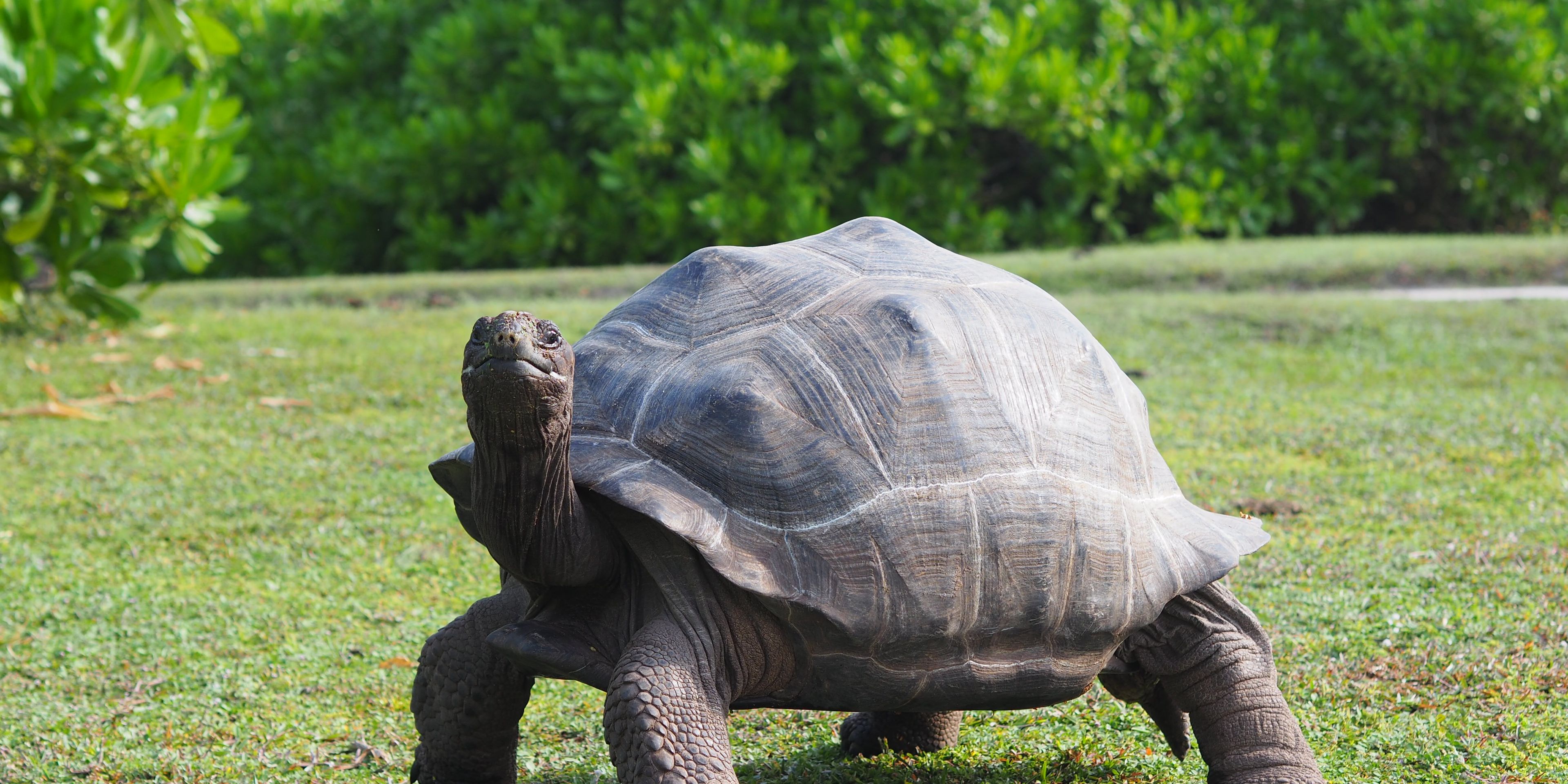 A large tortoise on our species conservation project's grounds on North Island