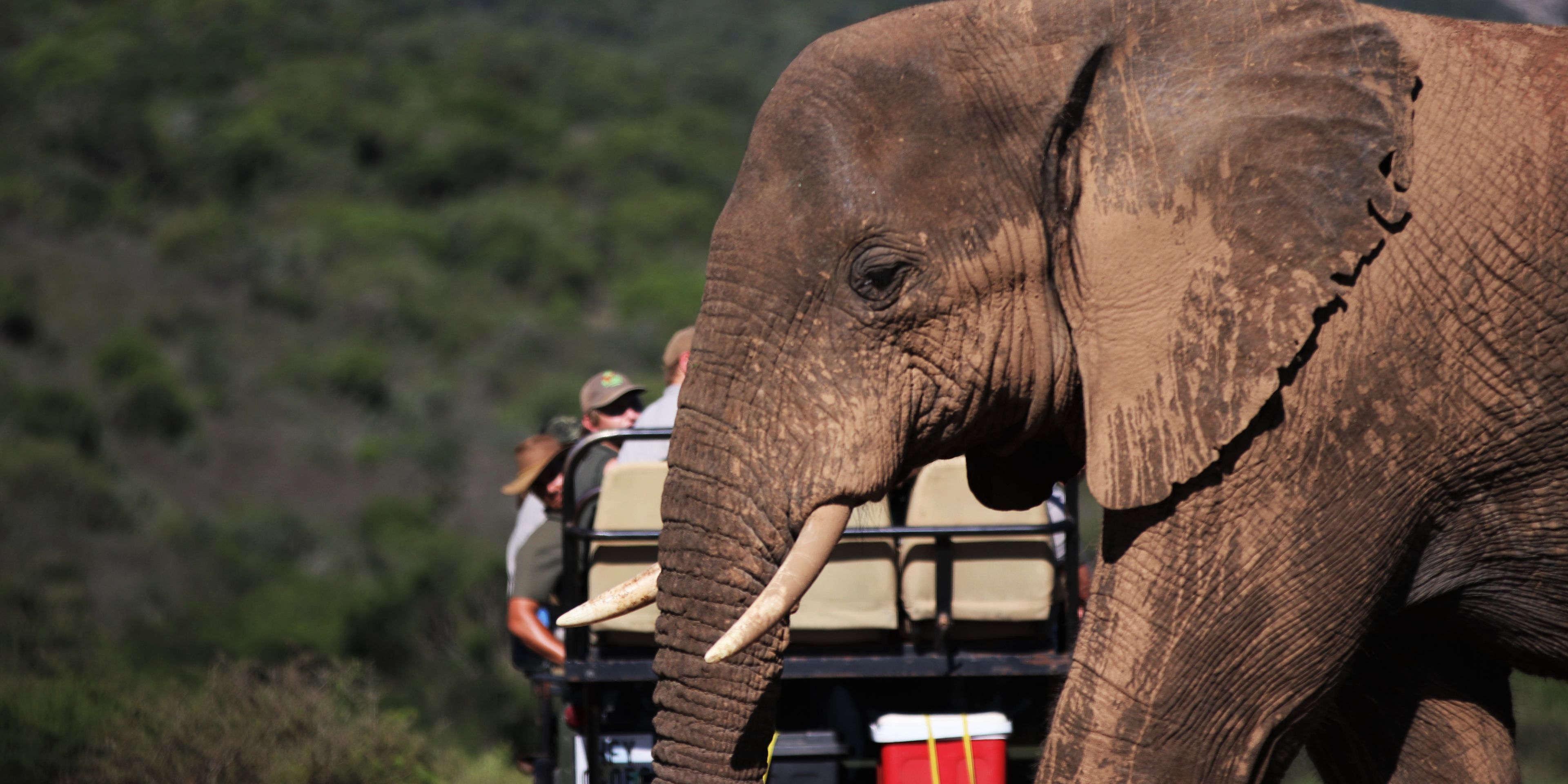 Ein grosser Elefant laeuft vor einem vollbesetzten Gelaendewagen her, in dem Field Guide-Studenten gerade einen Game Drive unternehmen