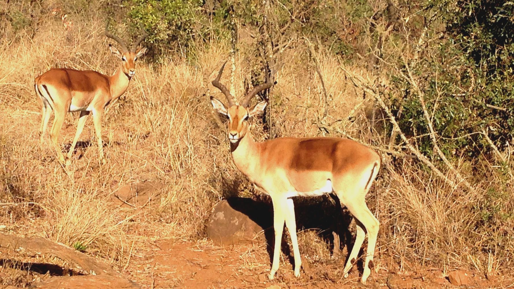 freiwilligenarbeit-suedafrika-erfahrungsbericht-kundenfotos-artenschutz-antilope-natucate