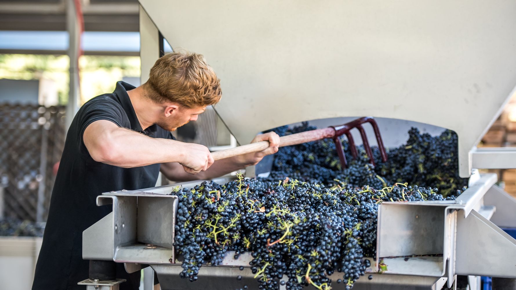 erfahrungsberichte-praktikum-usa-weinbau-michael-traubenernte