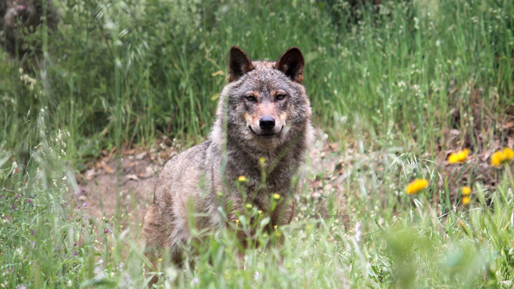 Tierschutz in Europa: Wolf auf dem Gelaende des Freiwilligenprojekts in Portugal