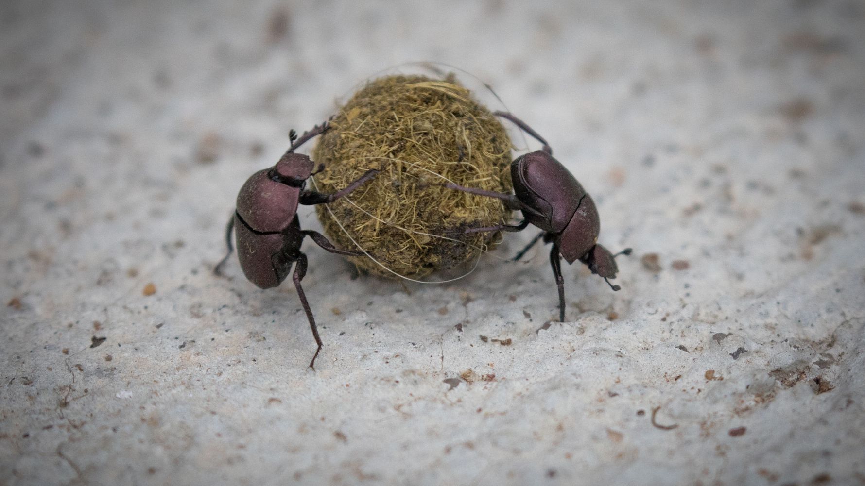 erfahrungsberichte-suedafrika-fgl1-rangerausbildung-kundenfotos-mistkaefer-natucate