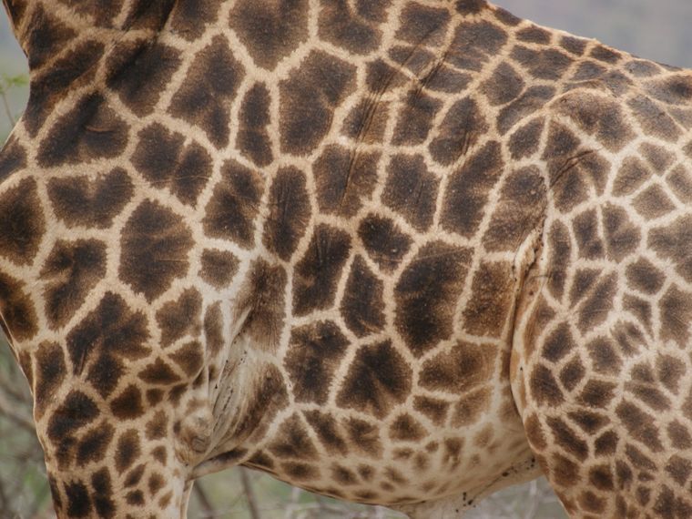 giraffen-afrika-naturwissen