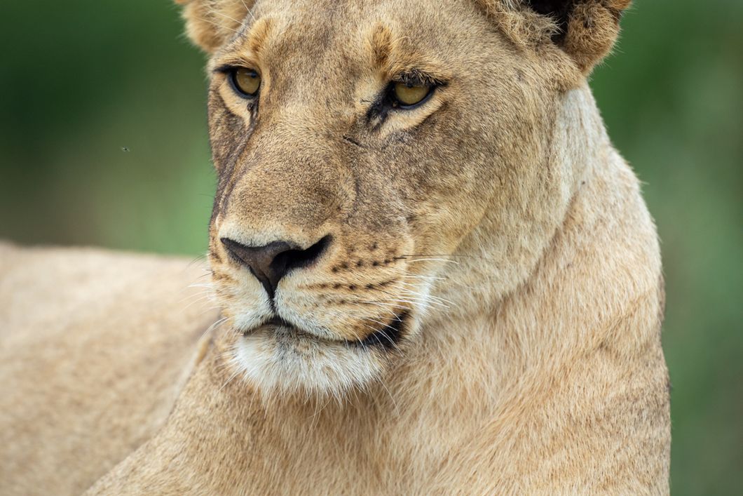 safari-botswana-bliss-deluxe-lion