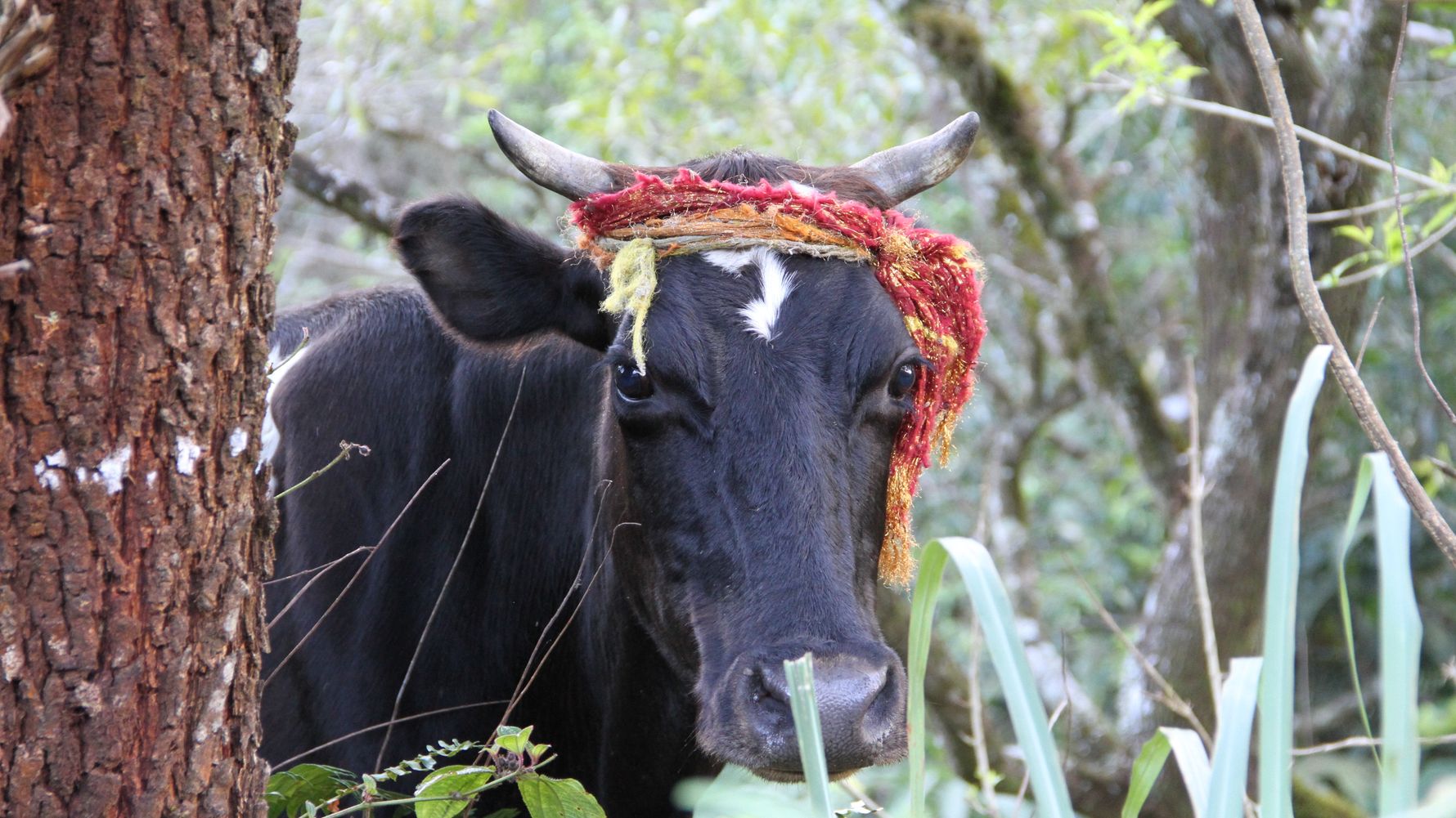 srilanka-laenderinformationen-asien-volunteering-elefantenschutz-hindu-kuh-sabbatical-natucate