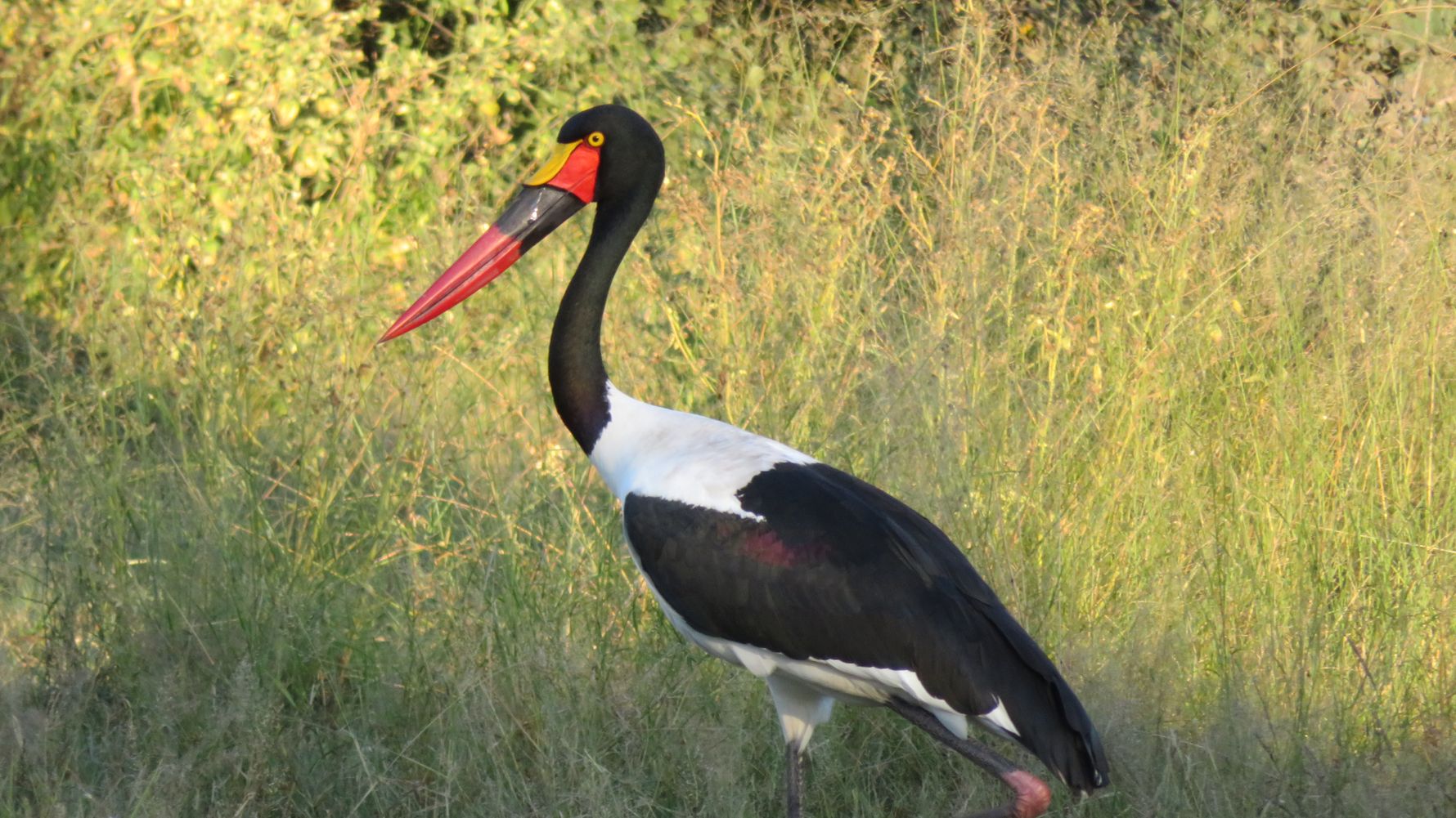 blog-ratgeber-unsere-reisen-verhaltenskodex-sattlebilled-storch-natucate
