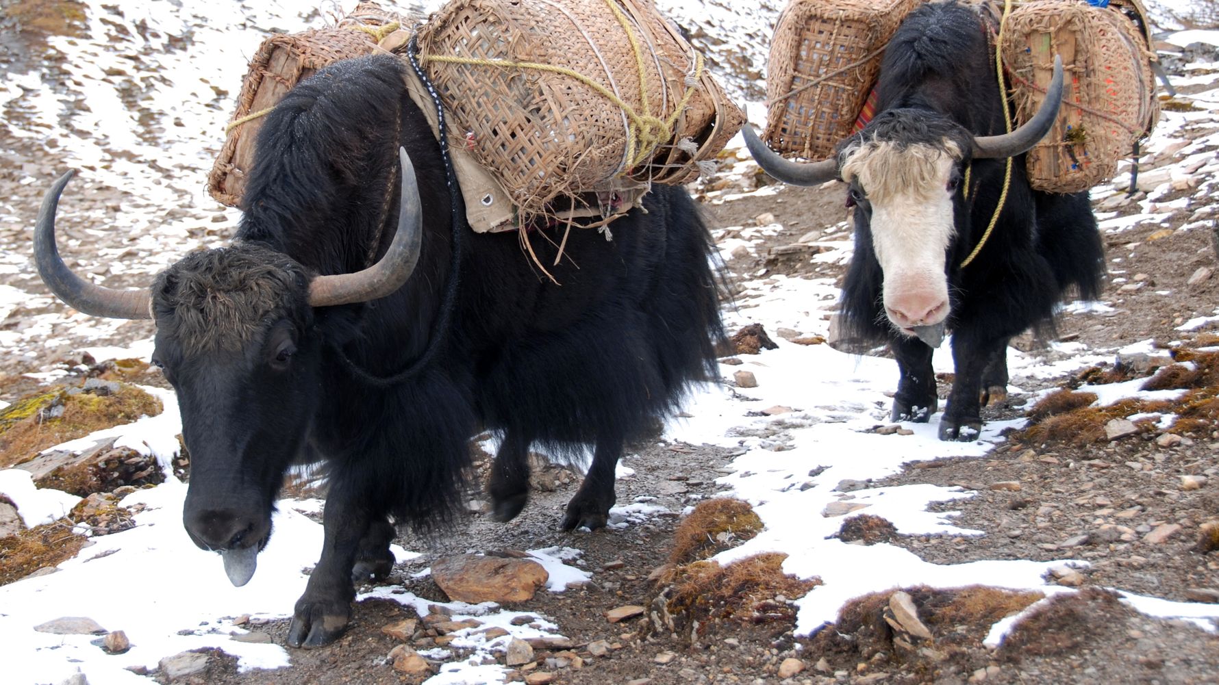 Trekking-Reise Bhutan: Lastentiere im Himalaya