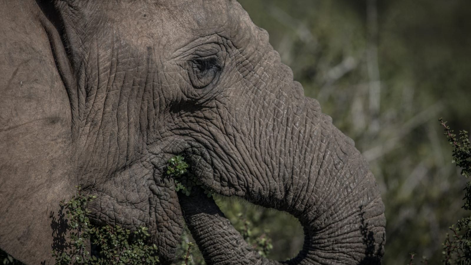 blog-ratgeber-pfg-details-elefant-kopf-natucate