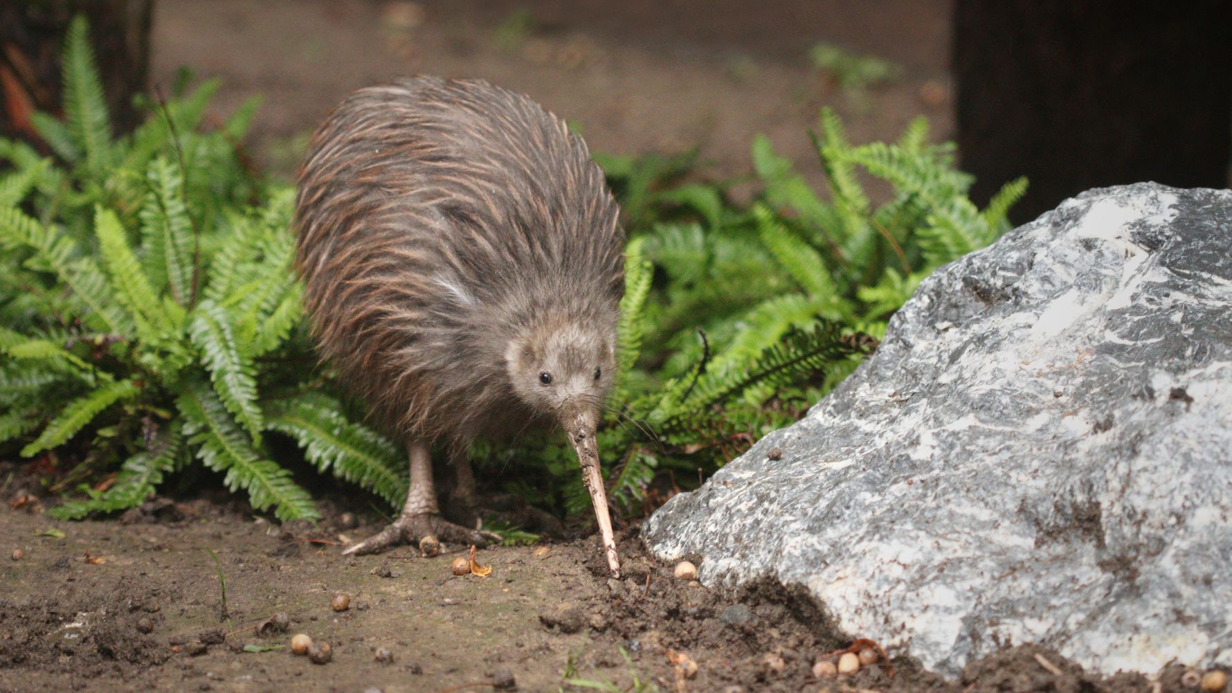 blog-wissen-kiwi-bedrohtes-nationalsymbol-natucate