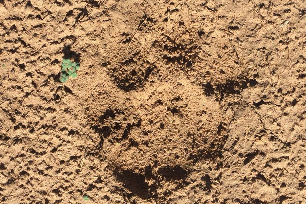 Nahaufnahme eines Pfotenabdrucks in der Savanne des suedafrikanischen Amakhala Game Reserves