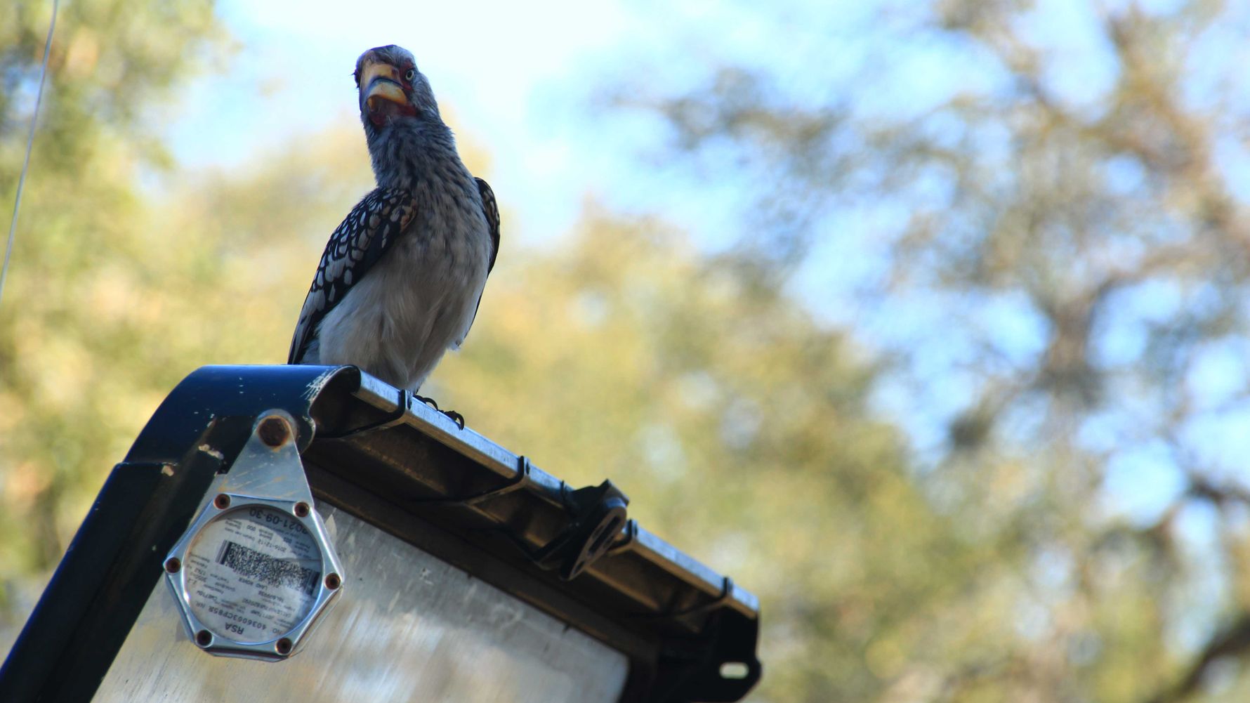 erfahrungsberichte-rangerkurs-field-guide-level-1-afrika-lea-southern-yellowbilled-hornbill-natucate