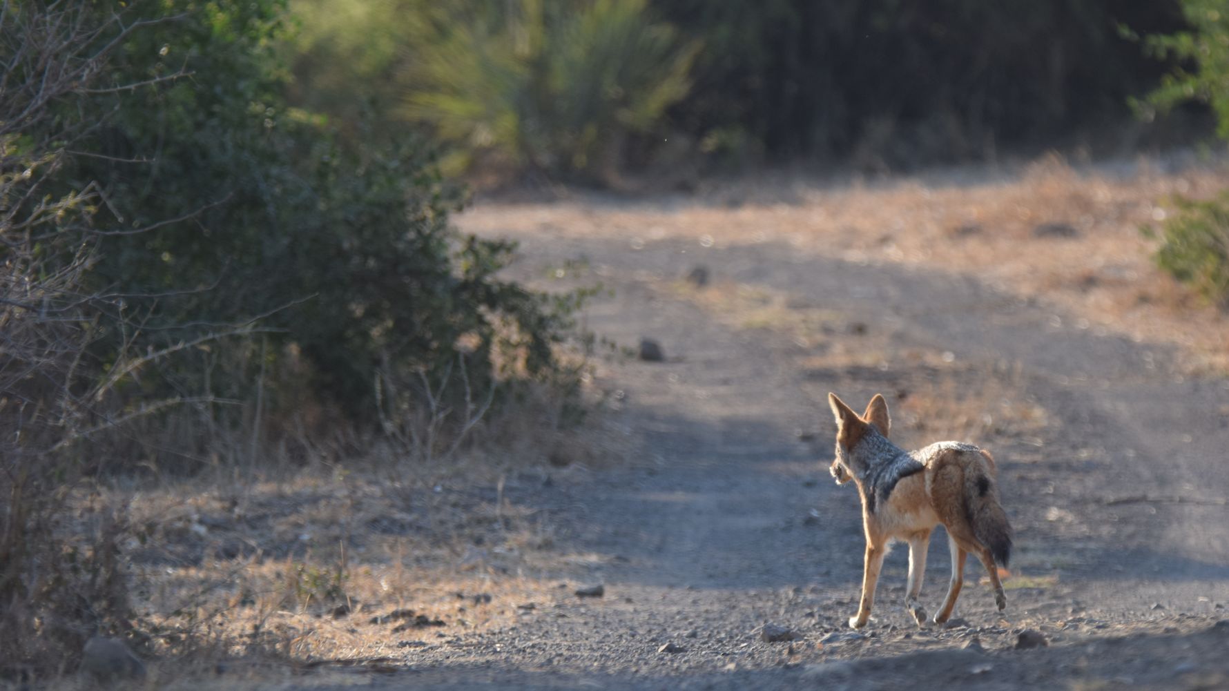 erfahrungsberichte-naturreise-afrika-private-wilderness-experience-marion-jackal-natucate