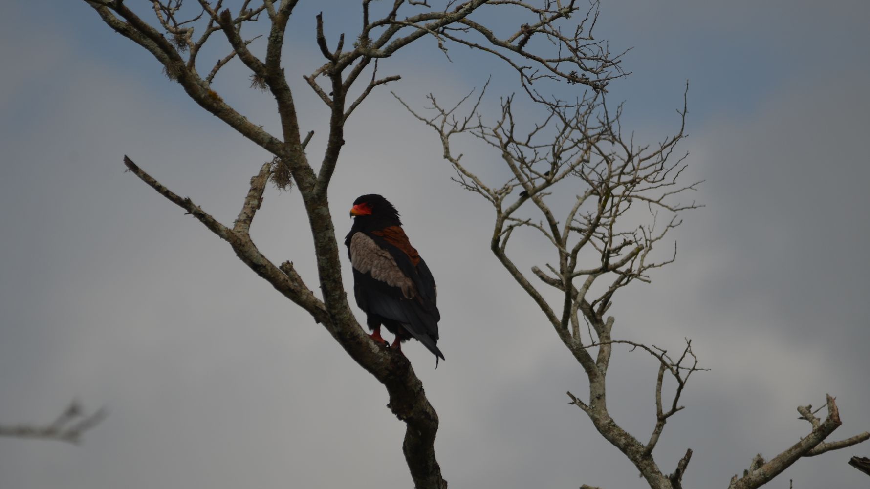freiwilligenarbeit-natucate-suedafrika-bateleur