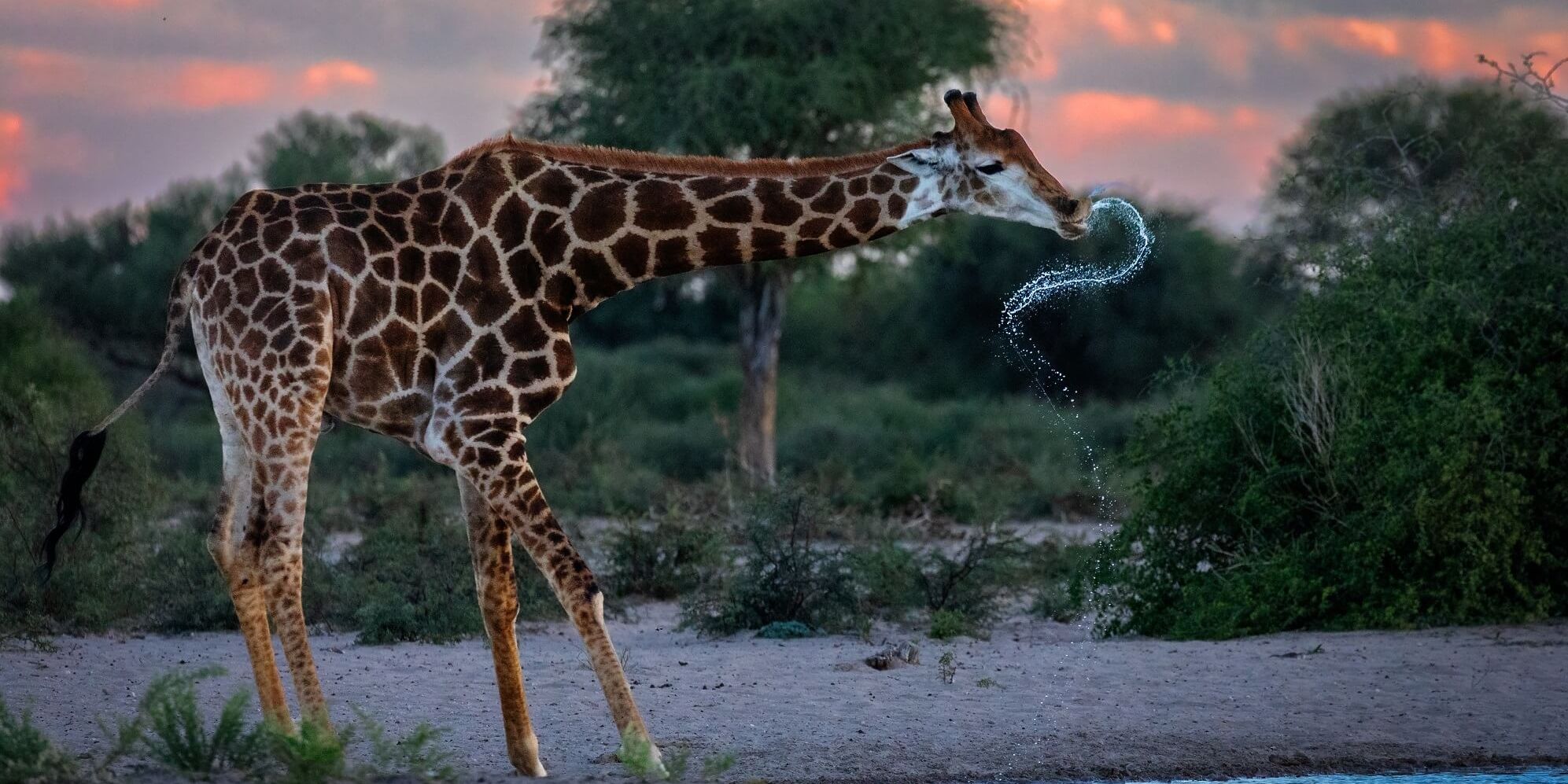 natucate-volunteering-southafrica-kalahari-giraffe-drinking