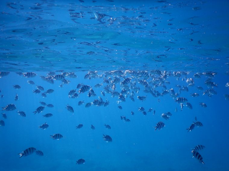 Naturguide: Mehrere Langflossen-Fledermausfische