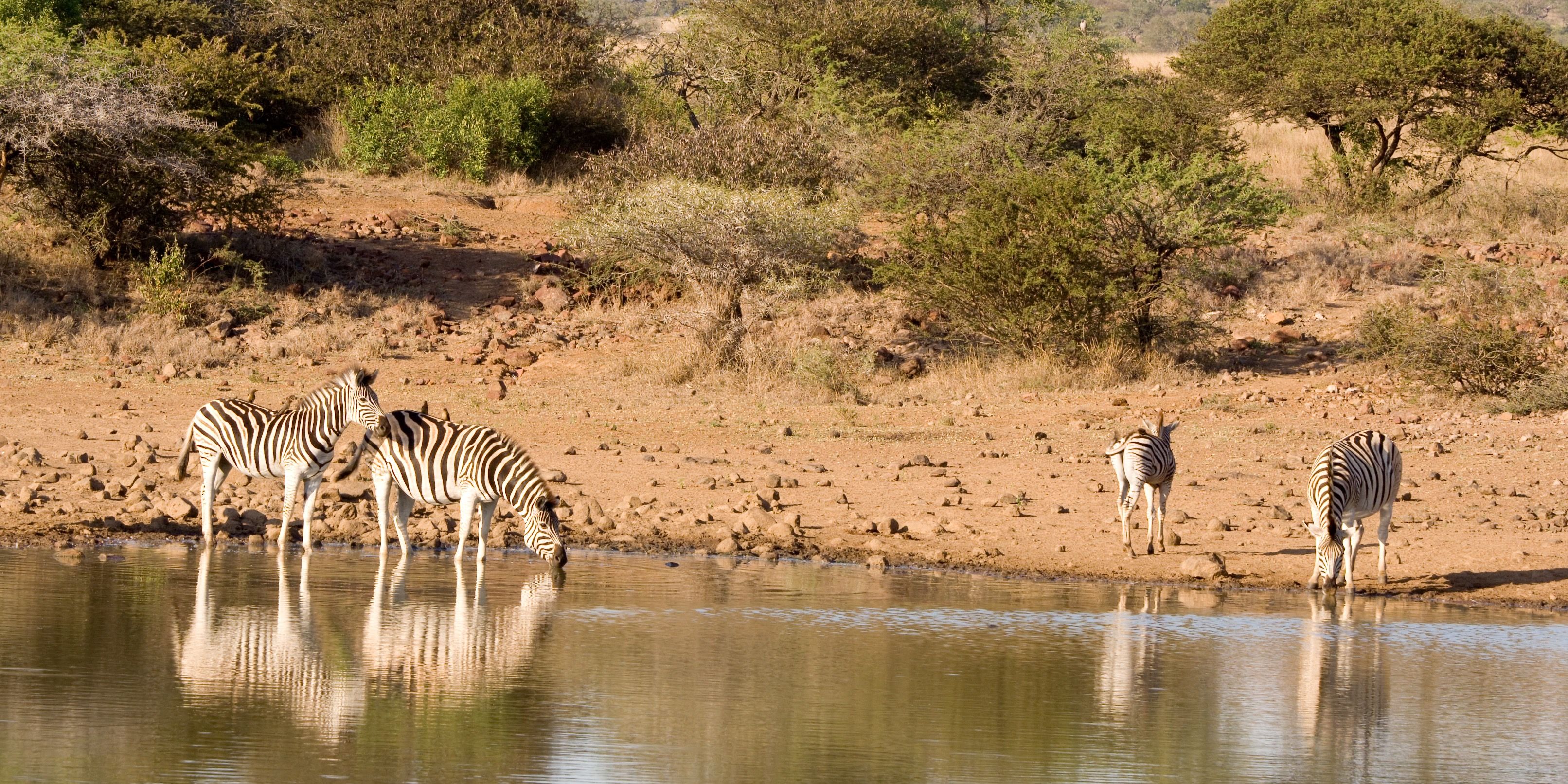 safari-botswana-delta-delights-okavango-zebra-drinking