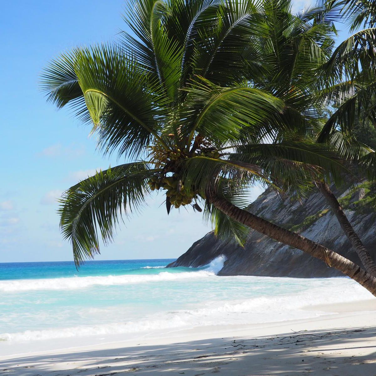 erfahrungsberichte-freiwilligenarbeit-seychellen-north-island-artenschutz-nancy-2-strand-palme-natucate
