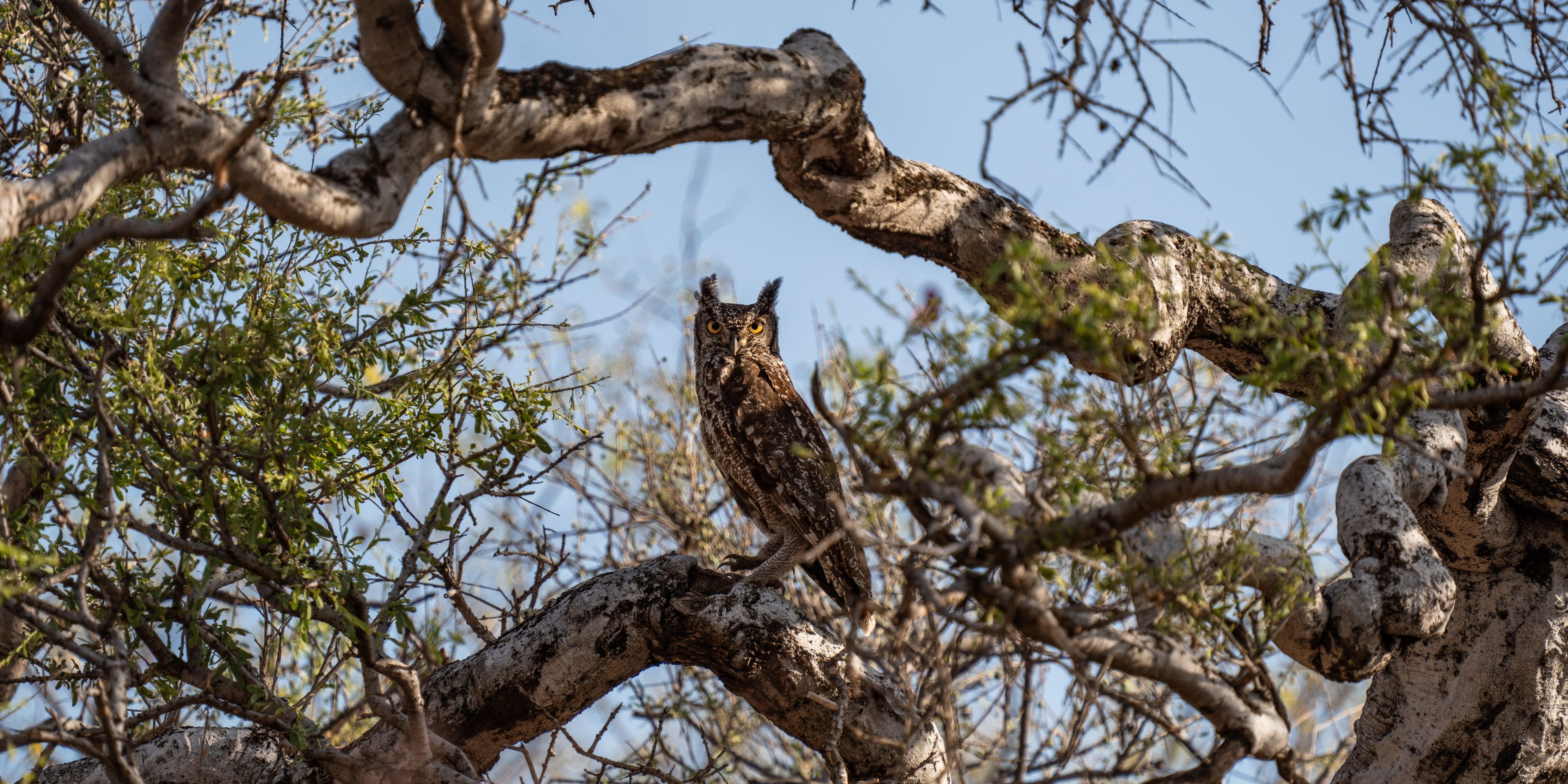 natucate-guide-course-south-africa-et-svenja-spotted-eagle-owl