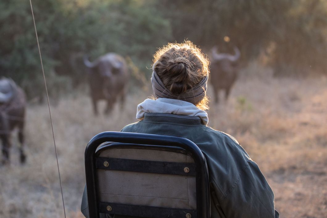 Eine Teilnehmerin sitzt auf einem Safari-Wagen und beobachtet eine Bueffel Herde in direkter Naehe