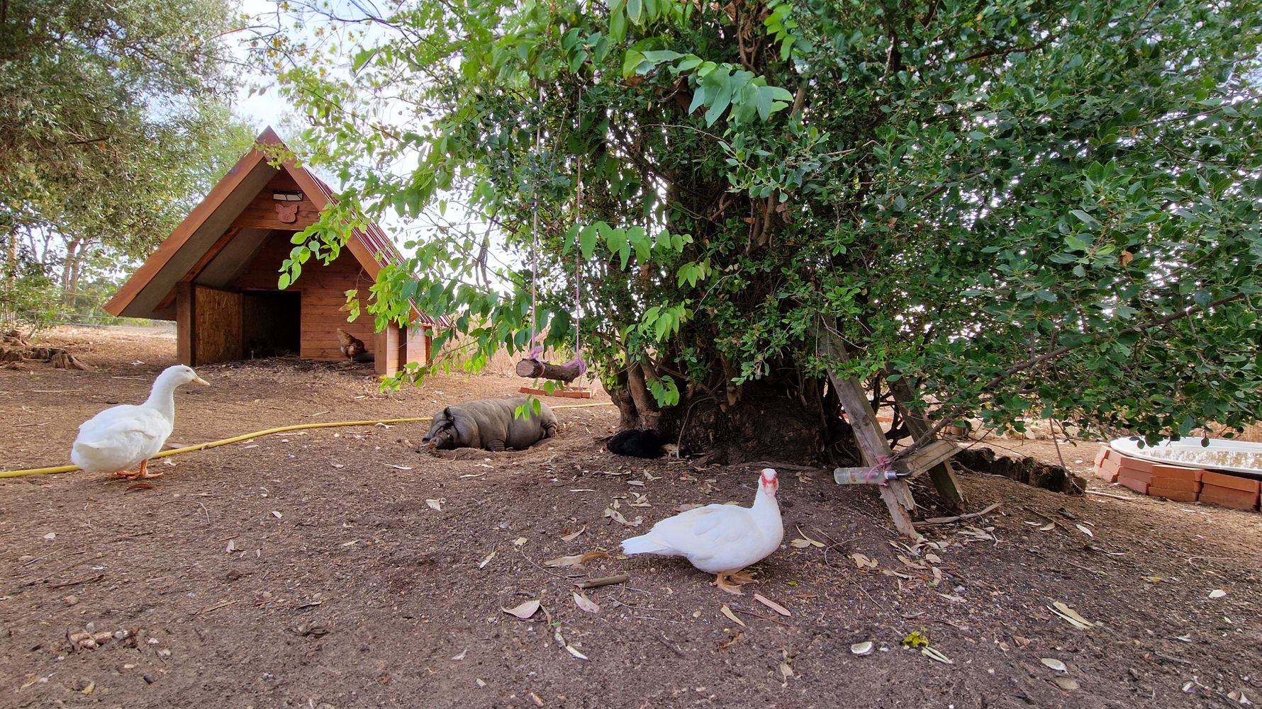 natucate-blog-review-portugal-animal-welfare-meghan-animal-sanctuary