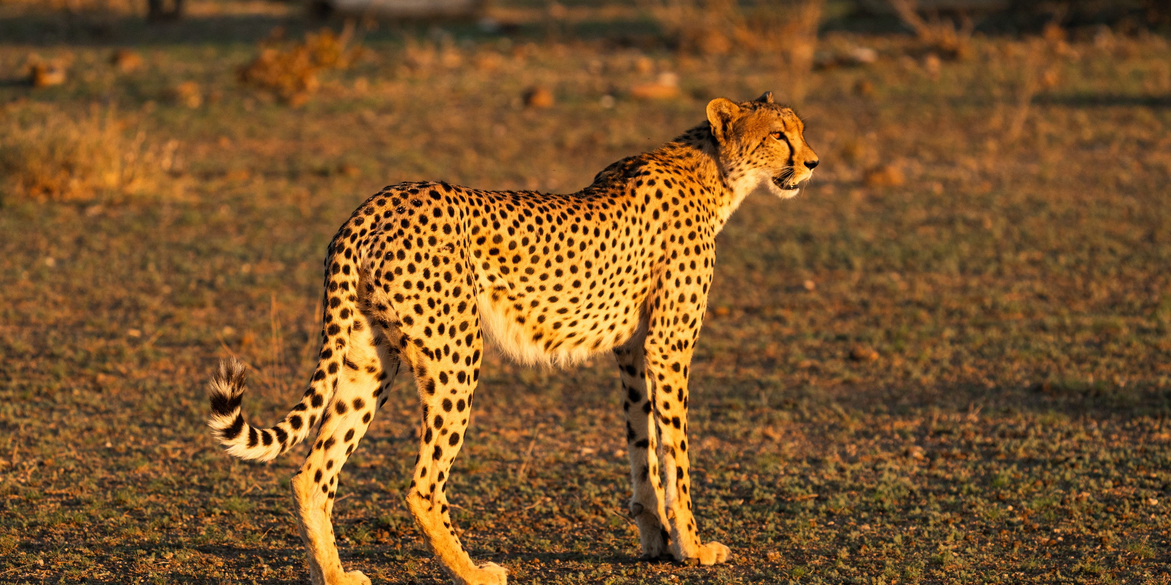 natucate-guide-course-south-africa-et-svenja-cheetah-sun
