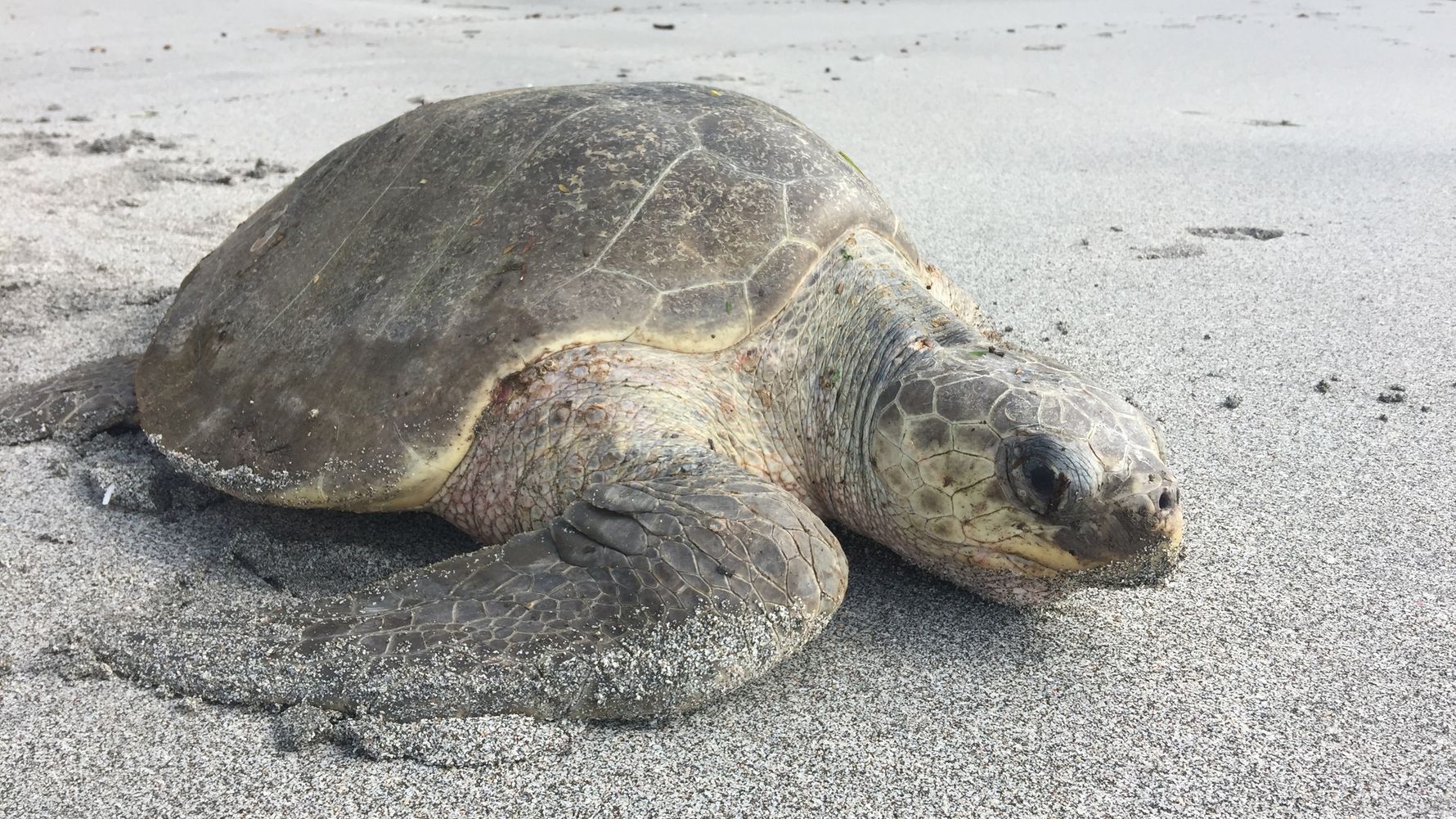 Schildkroete am Strand von Costa Rica auf ihrem Weg ins Meer