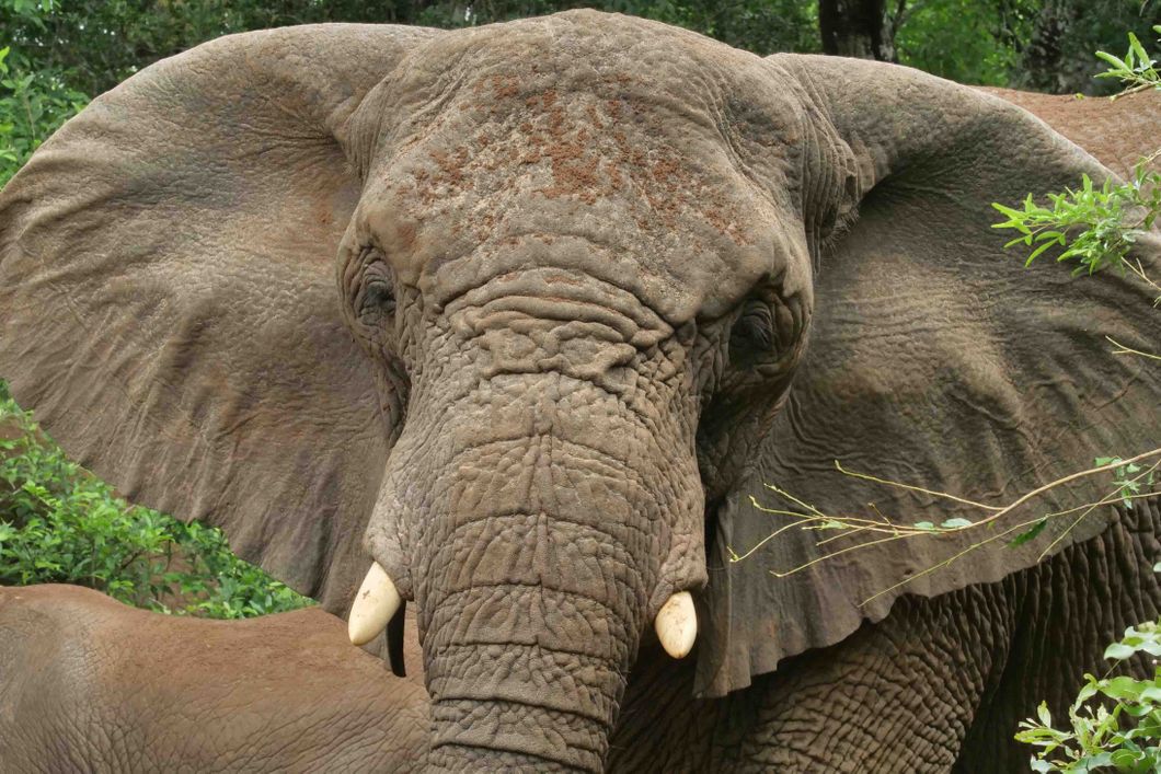 natucate-internship-south-africa-zululand-elephant-head